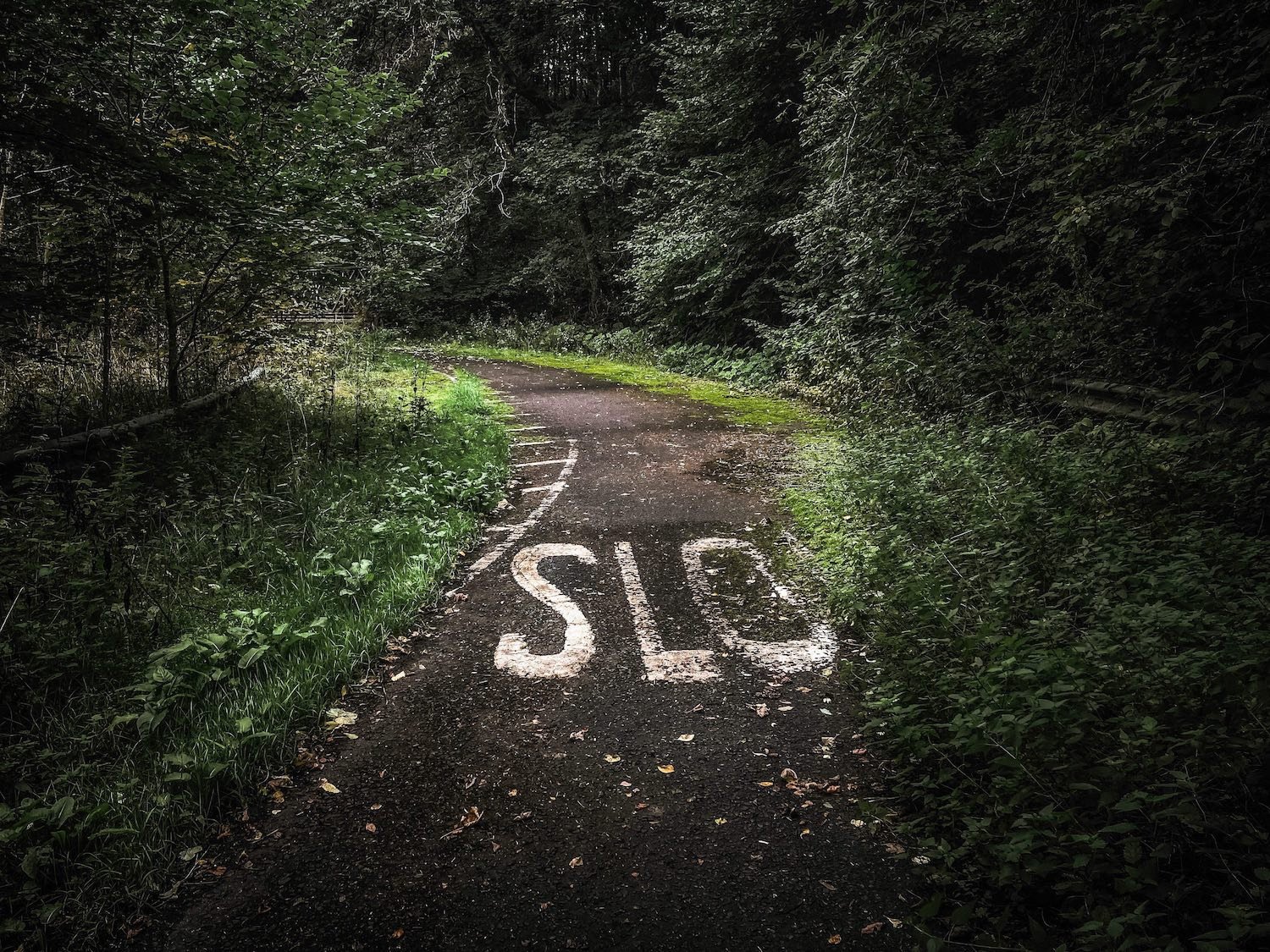 An old road in the woods with the word "SLOW" painted on it before a bend. Nature is beginning to take over; weeds cover the W, leaving only the letters SLO.